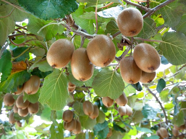 Kiwi, Actinidia deliciosa Hayward, kiwi &agrave; gros fruits, kiwis rustiques