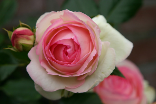 Eden Rose&nbsp;85 (en grand conteneur) Planter des rosiers grimpants