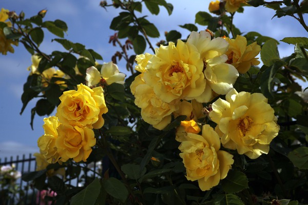 Groupe de fleurs, planter des rosiers grimpants