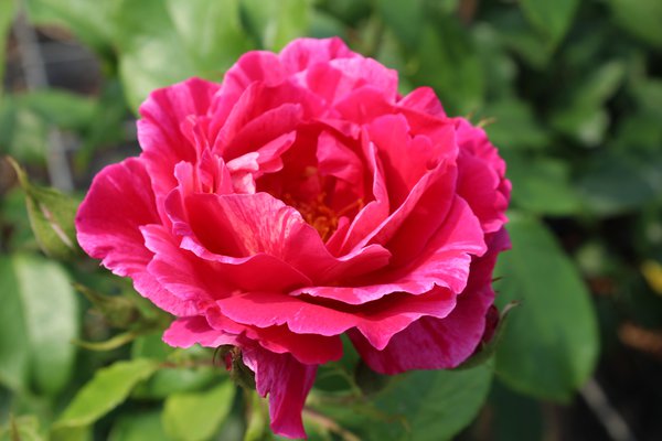 Rosier Guy Savoy fleurs planter rosiers grimpants
