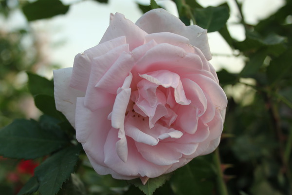 Entretien des rosiers New Dawn Lubera