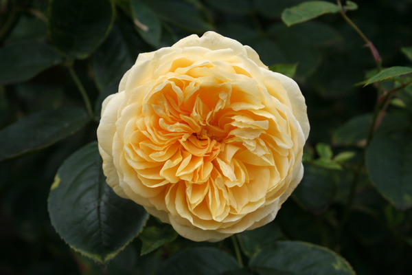 Rosier grimpant Teasing Georgia, planter des rosiers grimpants