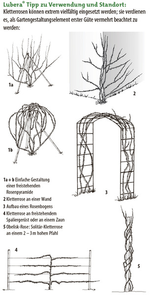 Emplacement des rosiers grimpants, treillis, arche de roses, planter des rosiers grimpants