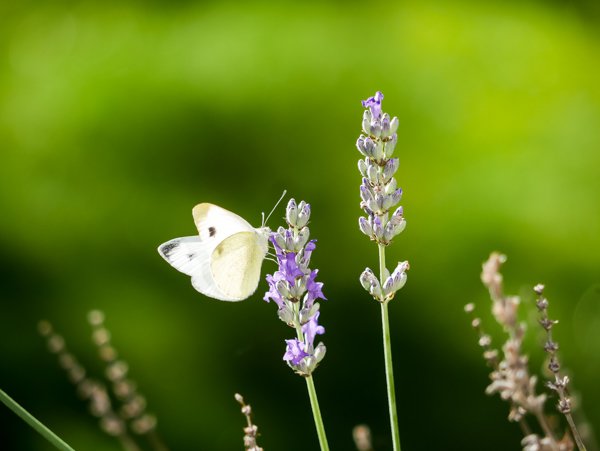 Petit pi&eacute;ride de la rave, Pieris rapae, lavande comestible