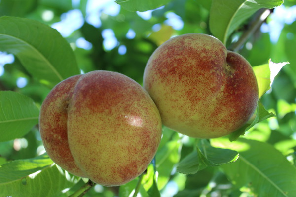 &Eacute;claircir les fruits P&ecirc;cher Franziskus Lubera