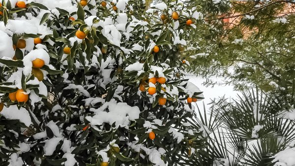 Kumquat