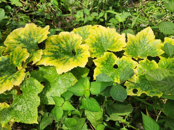 manque d'azote sur courges, fertilisation en &eacute;t&eacute;