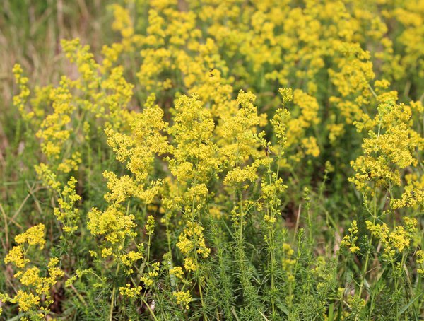 Gaillet gratteron, Galium verum