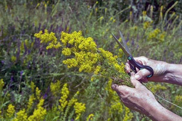 Apr&egrave;s la floraison, coupez le gaillet gratteron &agrave; environ 10 cm au-dessus du sol. 