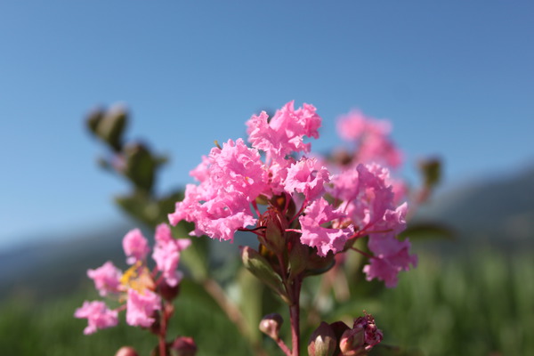 Lagerstroemia, lilas des indes rustiques, Petite Pink