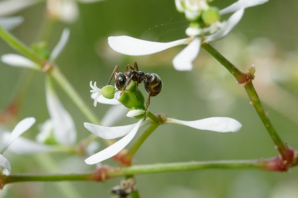 Fourmis dans le jardin, fourmis attir�es par le nectar de fleur,, Lubera
