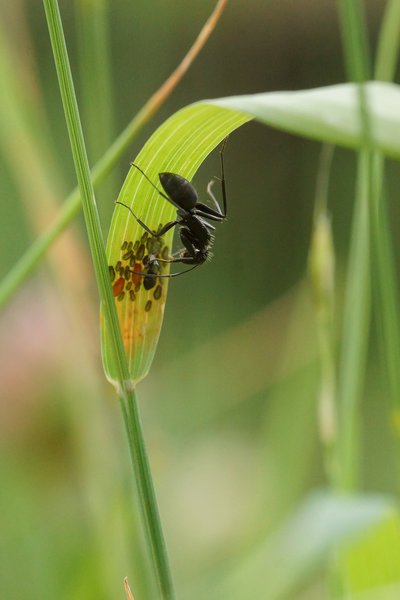 Fourmis dans le jardin, Fourmis de l