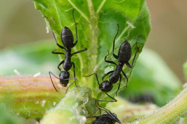 Ameisen der Art Lasius niger mit Blattl&auml;usen an Pflanze, Blattlaus, Ameise