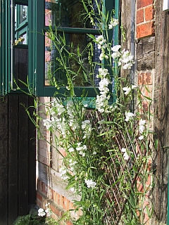 Lathyrus latifolius 'Weisse Perle'