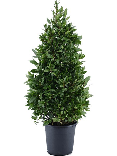 Laurus nobilis, Pyramide, im 30cm Topf, H�he 140cm, Breite 55cm