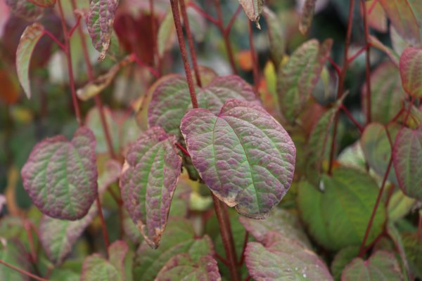 Cercidiphyllum japonicum Rotfuchs, colorations automnales