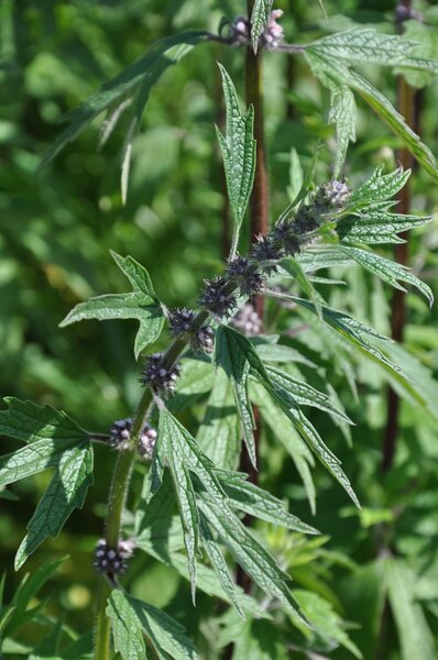 Leonurus cardiaca, Staude, P�ppel