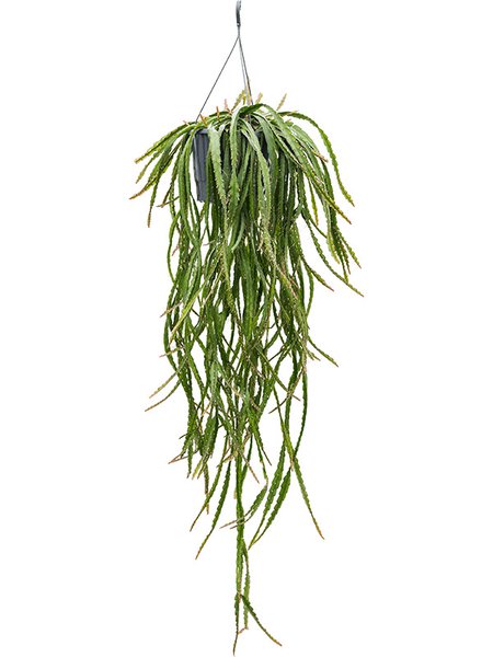 Lepismium cruciforme 'Rojo', Ampel, im 25cm Topf, H�he 50cm, Breite 40cm