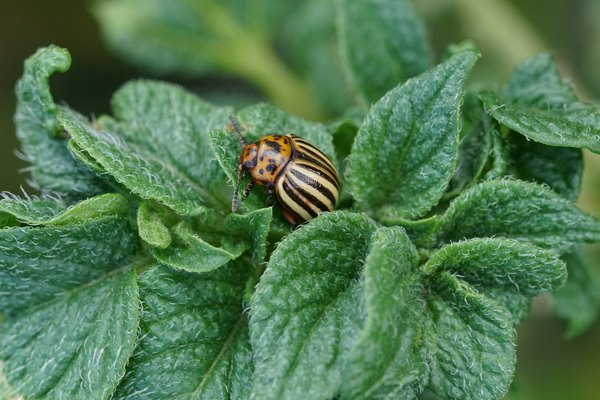 Lutter contre le doryphore, les doryphores adultes mesurent environ 1 cm