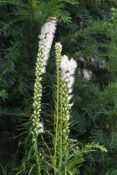 Liatris spicata Floristan Weiss