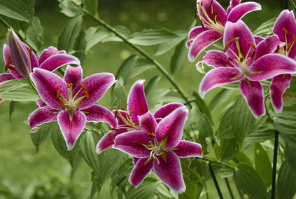 Lys en fleurs, lys tigr&eacute; rose avec bord blanc