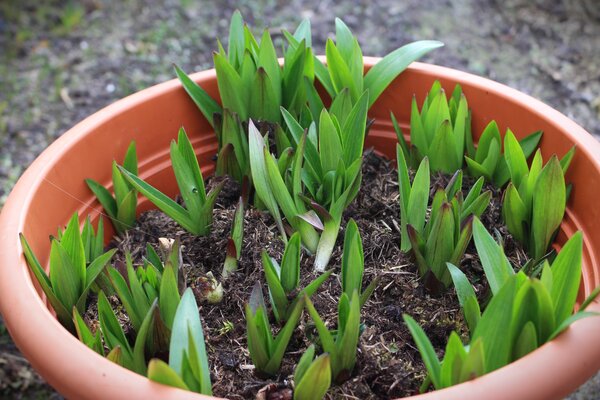 Planter, prendre soin et multiplier les lys, lys &agrave; partir de bulbes la deuxi&egrave;me ann&eacute;e