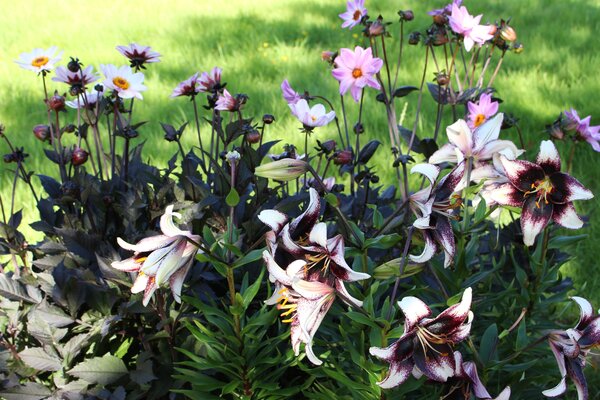Planter et prendre soin des lys, lys &laquo; Stracciatella Event &raquo;, dahlias &laquo; Happy Single Princess &raquo;, &laquo; Bishop of Leicester