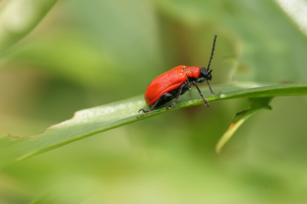 Crioc&egrave;re du lis, Lilioceris lilii sur des feuilles de lis