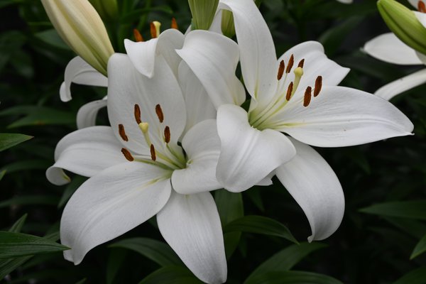 Lys asiatique ' Kent ', Planter des lys, 