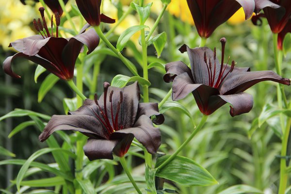 Planter des lys, lys oriental 'Nightrider'