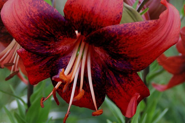 Lys tigr&eacute; 'Strawberry Event', planter des lys