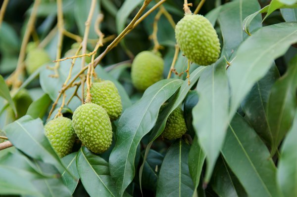 Litchis immatures