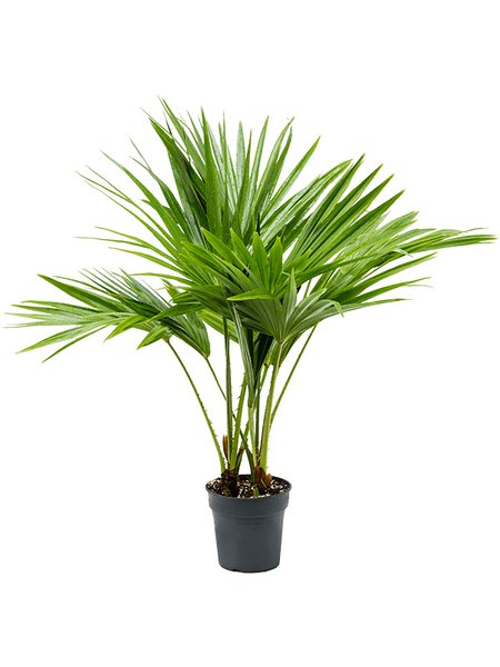 Livistona chinensis, Multi Stamm, im 17cm Topf, H�he 80cm, Breite 70cm
