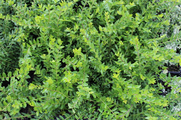 Lonicera nitida 'Maigr&uuml;n' - alternatives au buis
