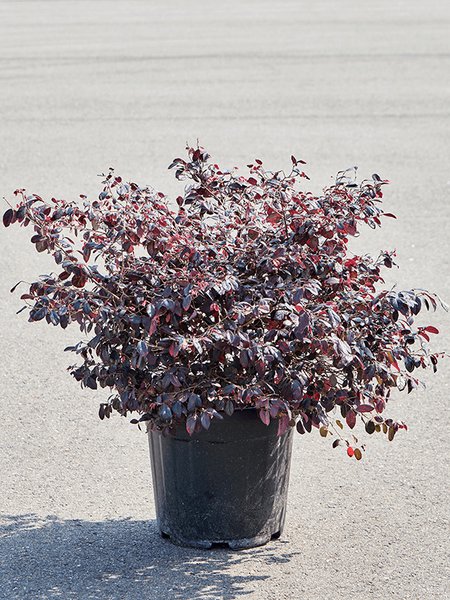 Loropetalum chinense 'Ever Red', Busch, im 35cm Topf, H�he 90cm, Breite 55cm