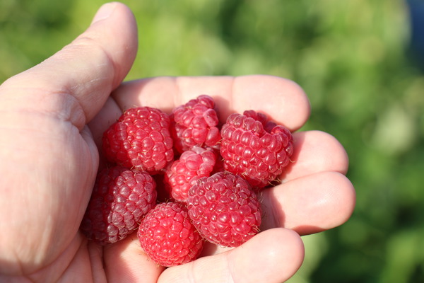 Fruits m&ucirc;rs et d&eacute;licieux &agrave; port&eacute;e de main