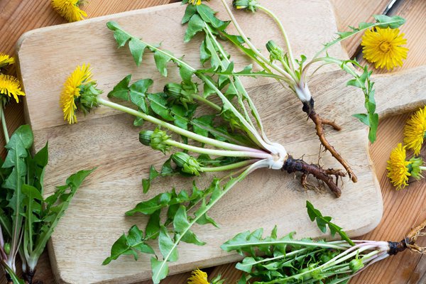 Le pissenlit est enti&egrave;rement comestible