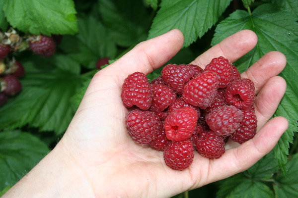 Cueillette des framboises