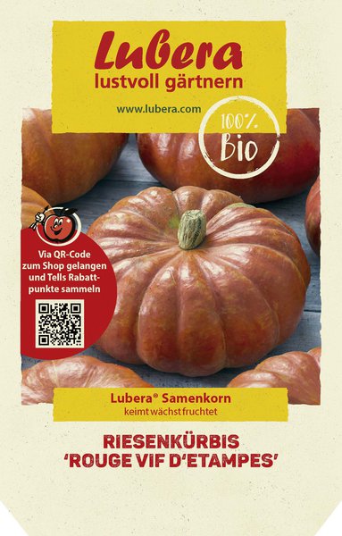 Riesenk�rbis 'Rouge vif d'Etampes'