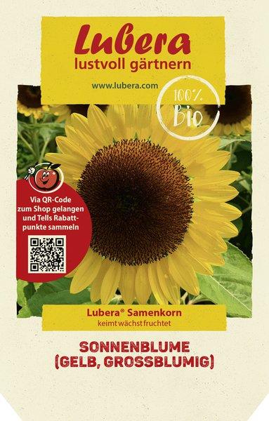 Sonnenblume (gelb, grossblumig)