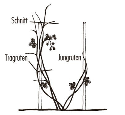 Taille des m&ucirc;riers Rubus fruticosus Instructions de culture Palissage avec double tuteur Lubera