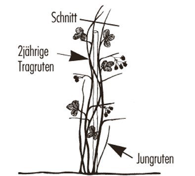 Taille des m&ucirc;riers Rubus fruticosus Instructions de culture Palissage avec un seul tuteur Lubera