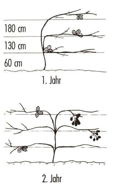Taille des m&ucirc;riers Rubus fruticosus instructions de culture syst&egrave;me altern&eacute; Lubera