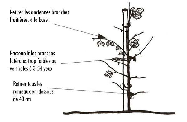 Planter, tailler et cultiver les groseilles &agrave; maquereau, Ribes uva-crispa, Lubera, sch&eacute;ma de taille