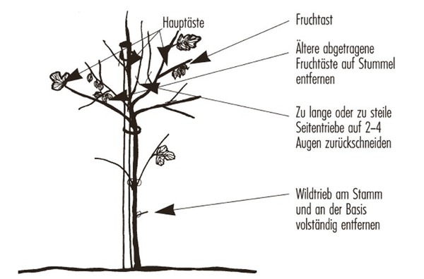 Acheter un groseillier &agrave; maquereau, formation en arbre Lubera aide