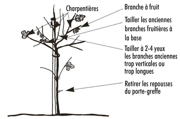 Tailler les groseilles &agrave; maquereau sur tige, Groseille &agrave; maquereau, taille du groseillier &agrave; maquereau, Ribes uva-crispa