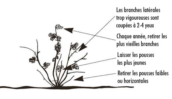 Groseille &agrave; maquereau, tailler les groseilles &agrave; maquereau, Ribes uva-crispa