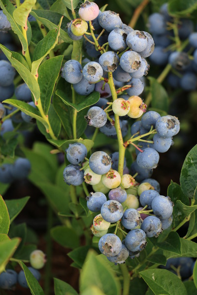 Heidelbeere Bluesbrothers - Beeren in H�lle und F�lle