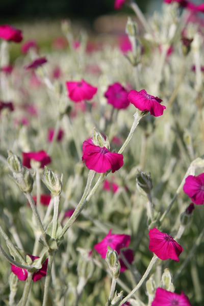 Lychnis coronaria
