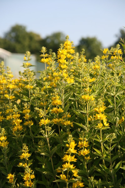 diviser les plantes vivaces